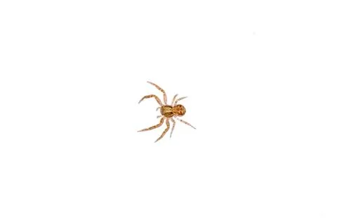 Brown spider on a white background Stock Photos