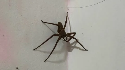 Brown spider on a white wall. Stock Footage 336331406