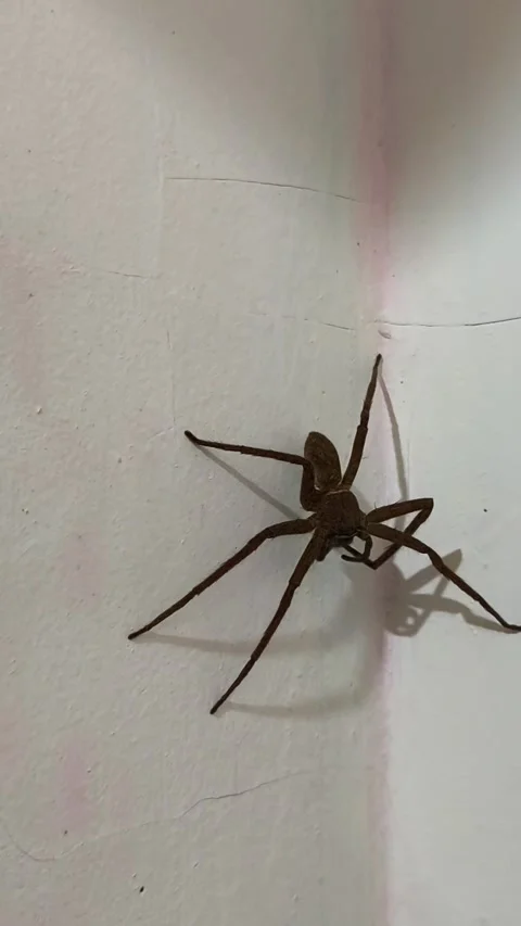 Brown spider on a white wall. Video stock 336331457