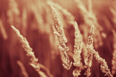 Brown Spikelets of bloominggrass Stock Photos