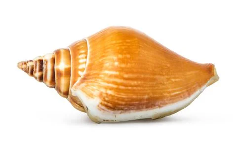 Brown spiraled seashell Stock Photos