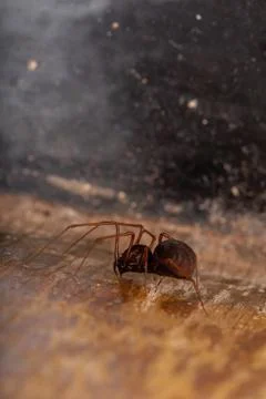 Brown Spitting Spider Stock Photos