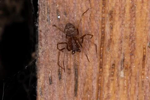 Brown Spitting Spider Stock Photos