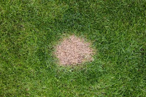 A brown spot or dead patch of grass caused by dog urine Stock Photos