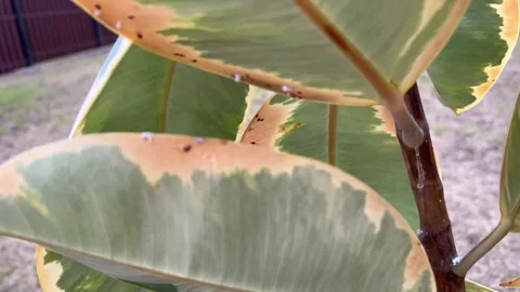 Brown spots and scale insects on rubber plant leaf Stock Footage 311849164