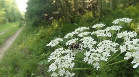 Brown-spotted beetle creeps on small white flowers and eating the petals Stock Footage 53268029