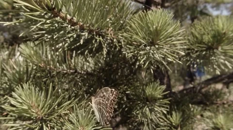 Brown-spotted butterfly flitting through the branches of a coniferous tree Stock-Footage 53268082