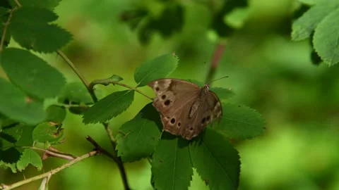 A brown spotted butterfly Stock Footage 141830638
