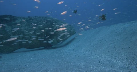 Brown spotted cod resting in sea water Stock Footage 109390841