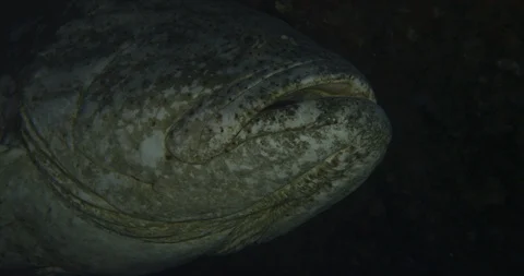Brown spotted cod resting in sea water Stock Footage 109391153