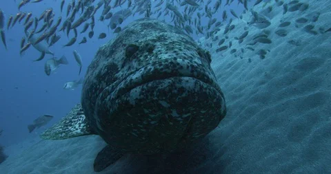Brown spotted cod surrounded by school of forage fish resting on seabed Stock Footage 109392931