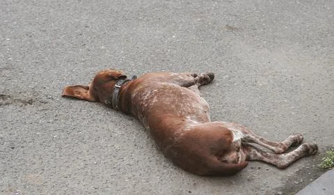 Brown spotted pointer dog resting on the pavement. Stock Photos