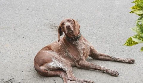 Brown spotted pointer dog resting on the pavement. Stock Photos