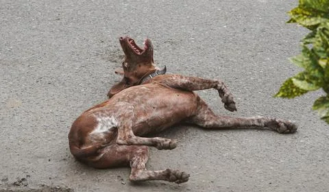 Brown spotted pointer dog resting on the pavement. Stock Photos