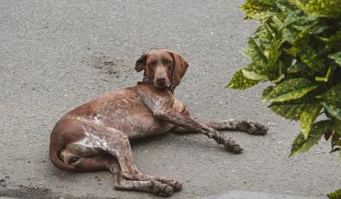 Brown spotted pointer dog resting on the pavement. Stock Photos