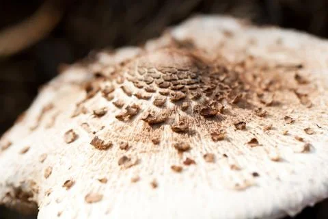 Brown spotted poisonous toadstool close view 스톡 사진