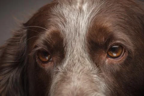 Brown spotted Russian cocker spaniel, blurred background Stock Photos