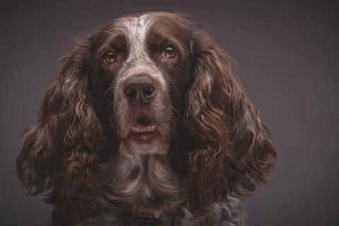 Brown spotted Russian cocker spaniel, blurred background Stock Photos