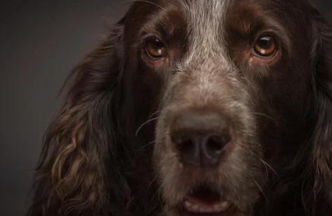 Brown spotted Russian cocker spaniel, blurred background Stock Photos