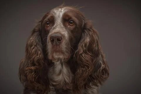 Brown spotted Russian cocker spaniel, blurred background Stock Photos
