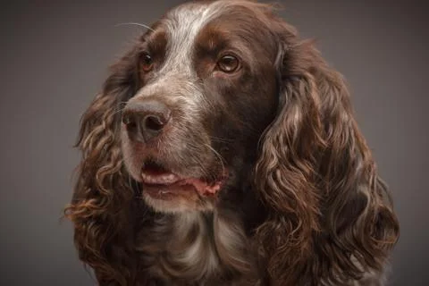 Brown spotted Russian cocker spaniel, blurred background Stock Photos