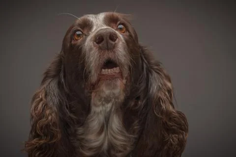 Brown spotted Russian cocker spaniel, blurred background Stock Photos
