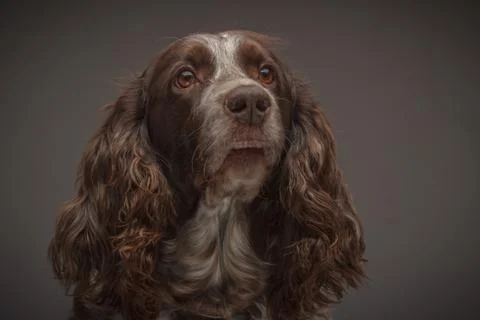 Brown spotted Russian cocker spaniel, blurred background Stock Photos