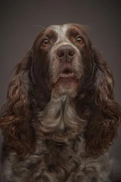 Brown spotted Russian cocker spaniel, blurred background Stock Photos
