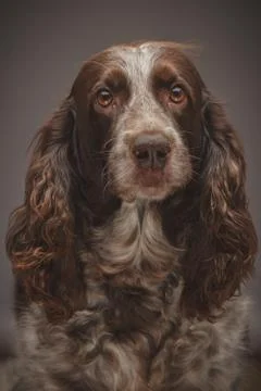 Brown spotted Russian cocker spaniel, blurred background Stock Photos