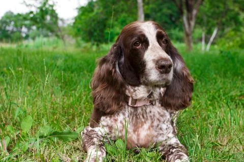 Brown spotted russian spaniel in the forest Stock Photos