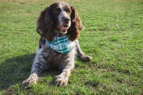 Brown spotted russian spaniel on the green grass Stock Photos