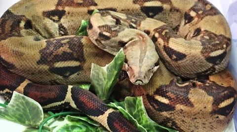 Brown spotted snake. 4K. Video stock 47090831