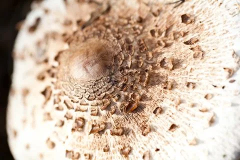Brown spotted toadstool close view Stock Photos
