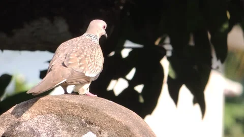 Brown spotted turtle dove bird sitting standing on garden park wall in nature Stock Footage 170321801