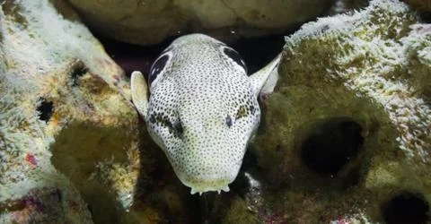 Brown spotted white moray eel with dracula teeth, sneaking from behind some r Stock Photos