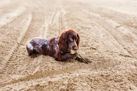 Brown Springer Spaniel Having Fun on Sandbank Stock Photos