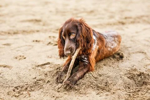 Brown Springer Spaniel Having Fun on Sandbank Stock Photos