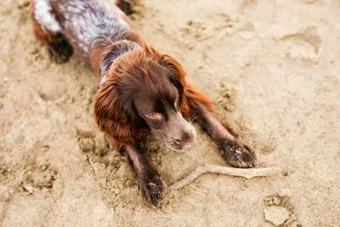 Brown Springer Spaniel Having Fun on Sandbank Stock Photos