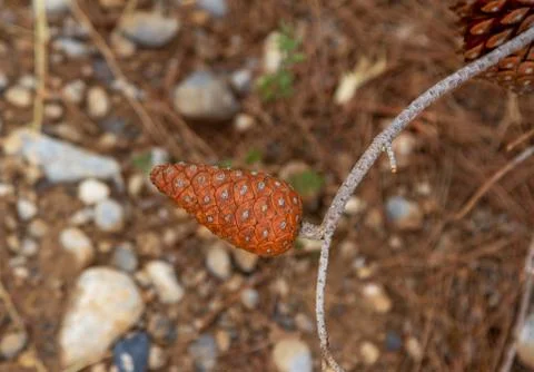 Brown spruce corn on a broken dry branch Stock Photos