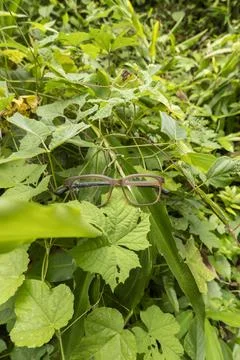 Brown square eyeglass frame on a leaf. brown glasses in the photo from above  Stock Photos