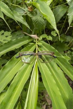 Brown square eyeglass frame on a leaf. brown glasses in the photo from above  Stock Photos