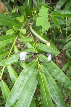 Brown square eyeglass frames on bamboo leaves. square eyeglass frames in the  Stock Photos