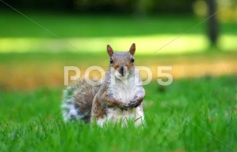 Brown squirell Stock Photos