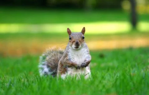 Brown squirell Stock Photos