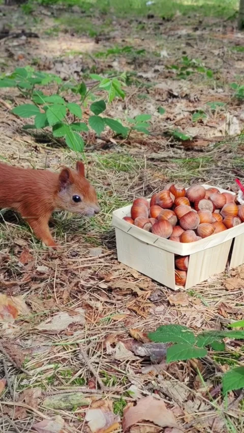 Brown squirrel approaching basket full of nuts in natural garden setting Video stock 314332942