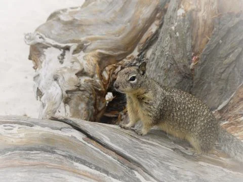 Brown squirrel on a brown log at the beach. Stock Photos