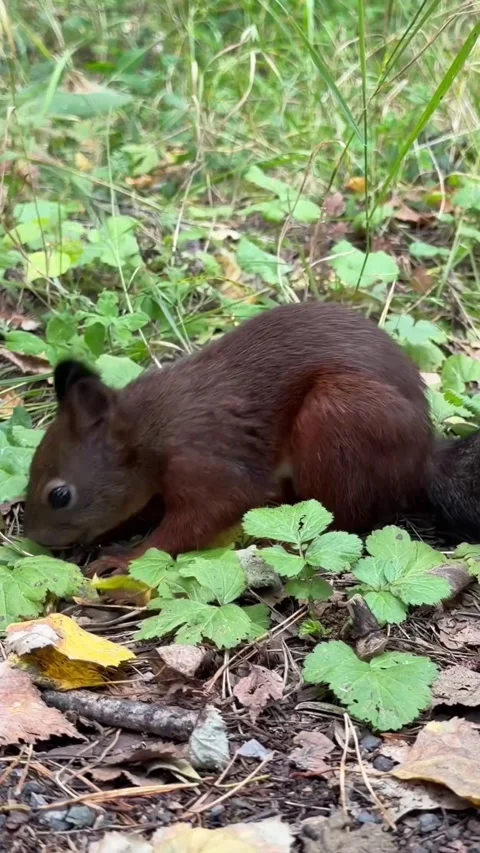 A brown squirrel with a bushy tail eats on the ground in the autumn forest Stock Footage 344844405