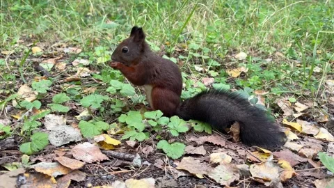 A brown squirrel with a bushy tail eats on the ground in the autumn forest Stock Footage 344844406
