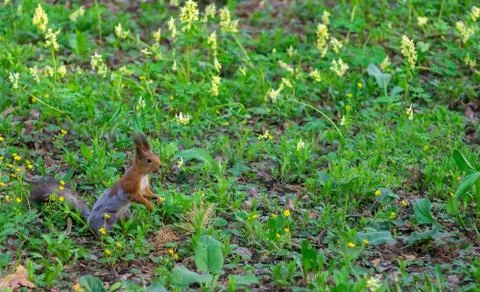 Brown squirrel changes fur from winter to summer Stock Photos