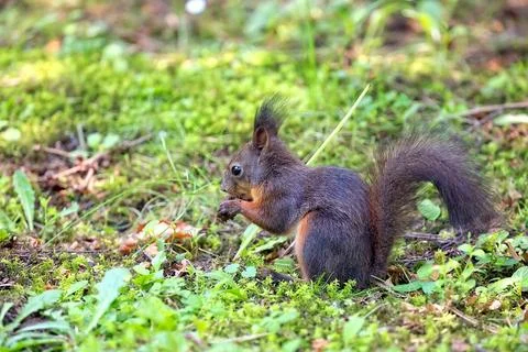 Brown squirrel in a clearing Stock Photos